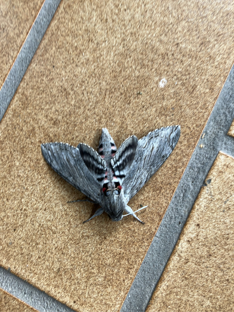 Papillon de gloire du matin — photo 5 sur 21