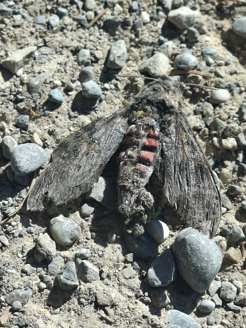 Un sphinx du liseron repose ailes déployées sur un sol caillouteux et sablonneux.
