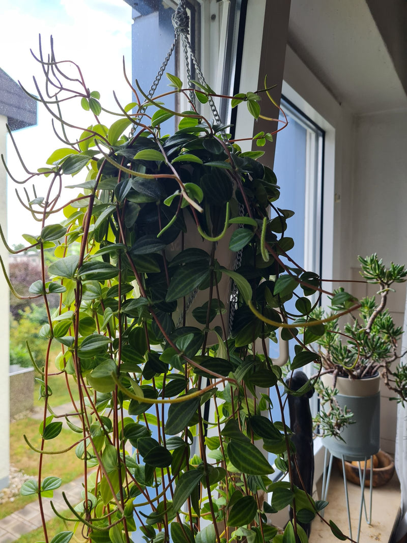 Peperomia angulaire — Bild 1
