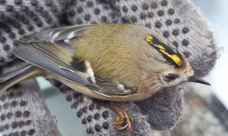 Un roitelet huppé repose dans une main gantée, montrant sa bande coronale jaune et noire caractéristique.