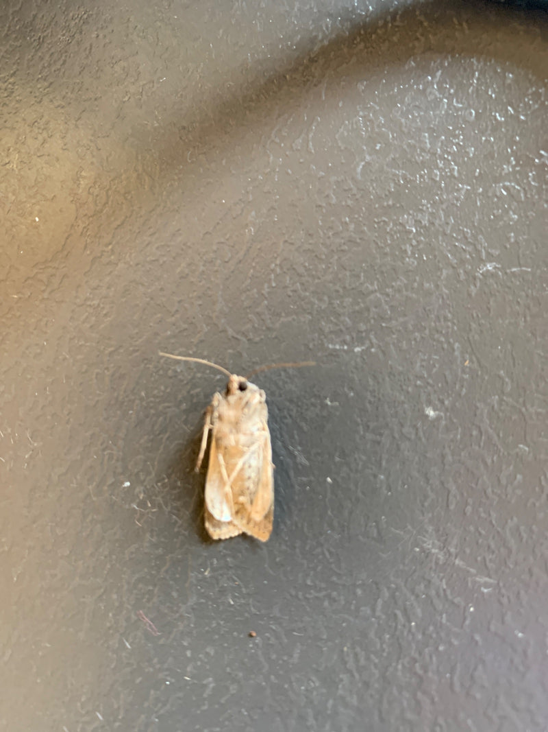 Une noctuelle des moissons repose sur une surface sombre et texturée. L'insecte est bien visible.
