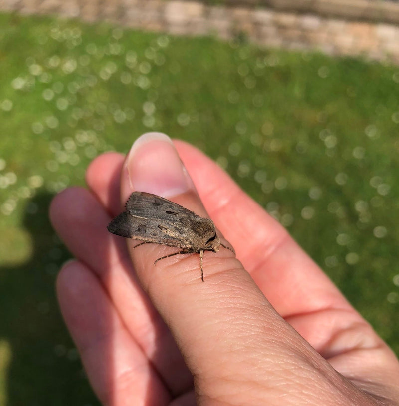 Une noctuelle des moissons repose calmement sur un doigt humain. Une pelouse floue est visible en arrière-plan.
