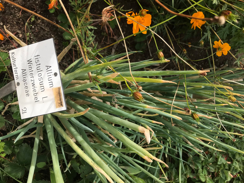 On peut voir des oignons nouveaux avec leurs feuilles vertes tubulaires typiques dans un parterre. À côté se trouve une petite étiquette avec du texte.