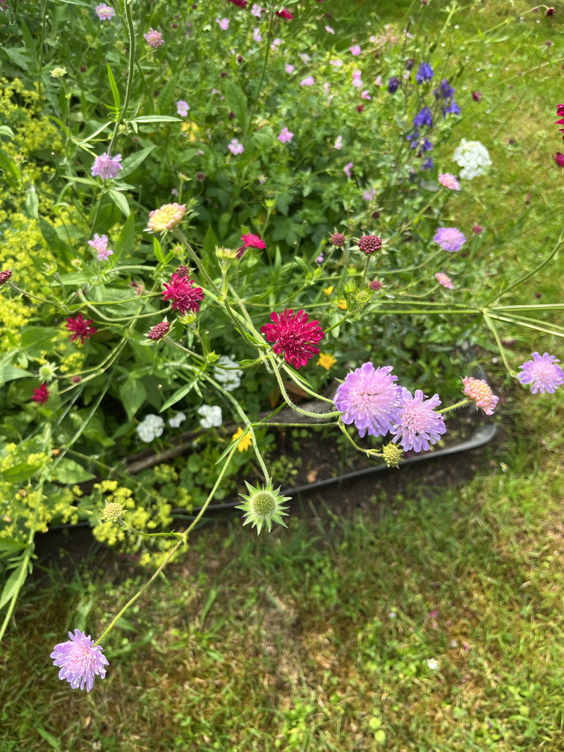 Fleurs de veuve — Bild 1