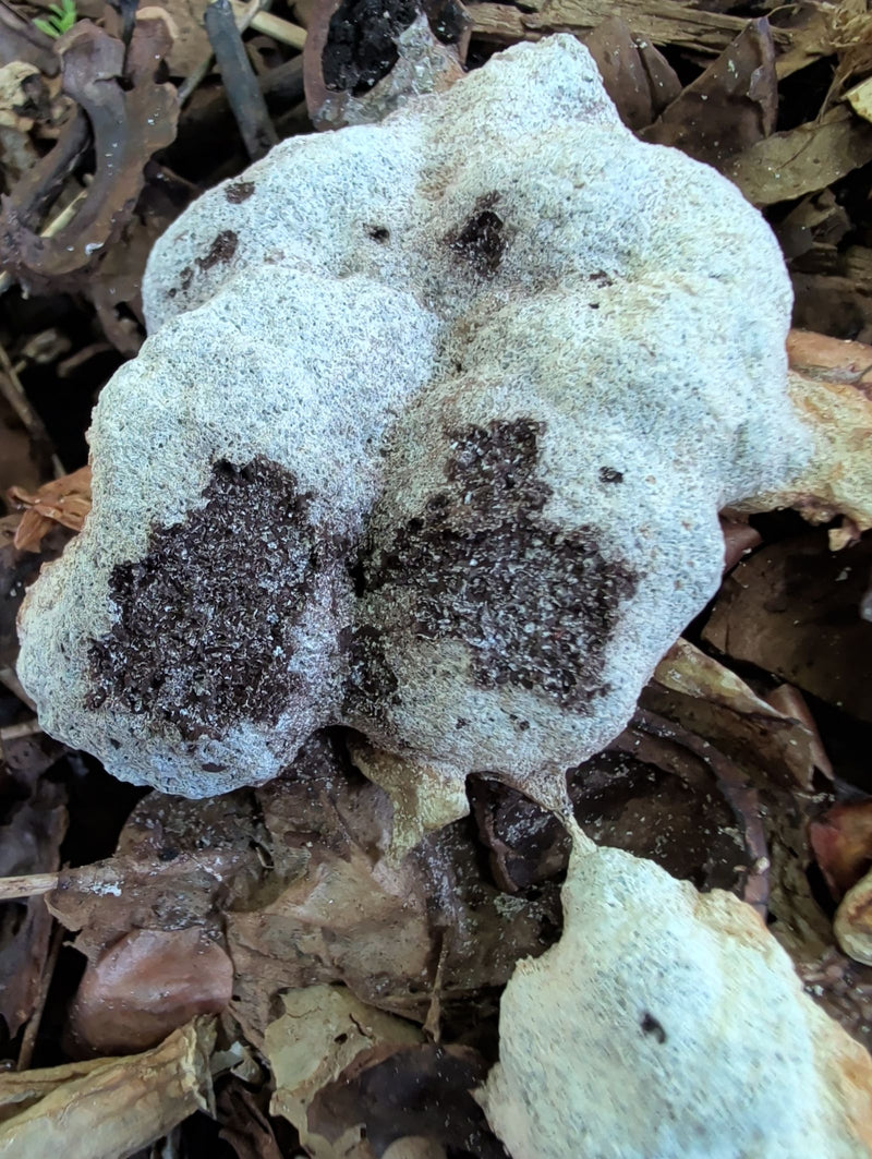 Plumeau à toile Euphorbe — Bild 1