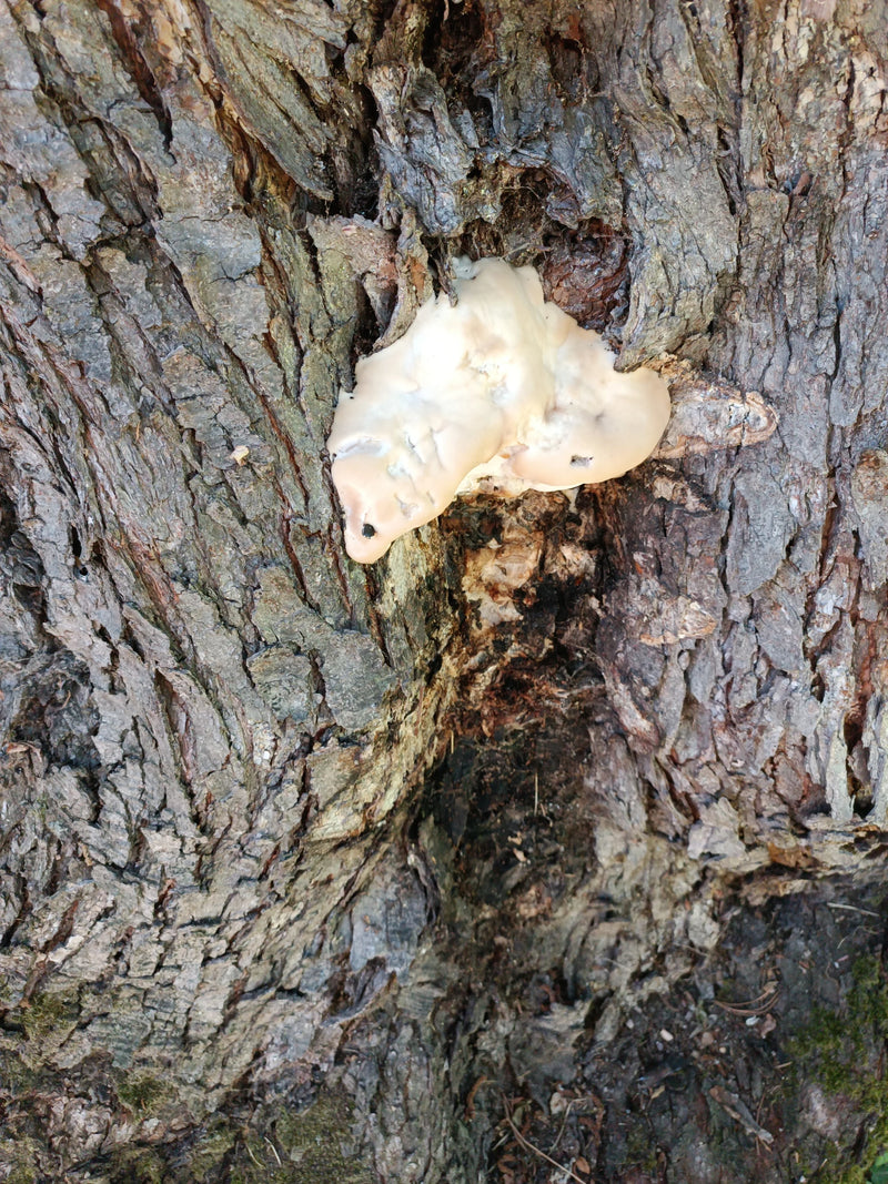 Plumeau à toile Euphorbe — photo 2 sur 5