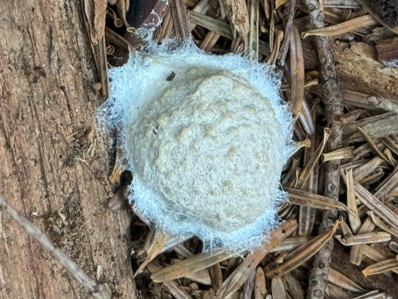 Un aethalium blanchâtre et argenté de Reticularia lycoperdon repose sur du bois mort et des aiguilles.