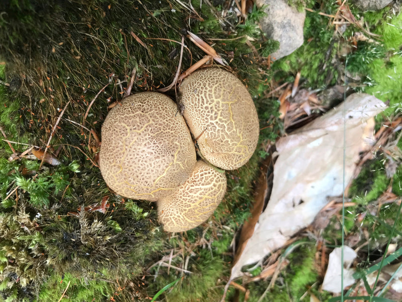 Plumeau à toile Euphorbe — photo 4 sur 5