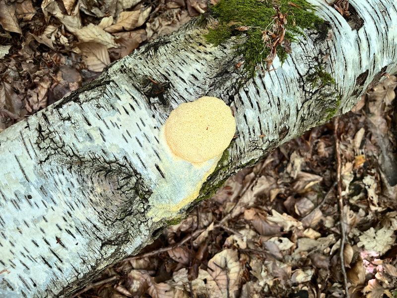 Plumeau à toile Euphorbe — photo 1 sur 5