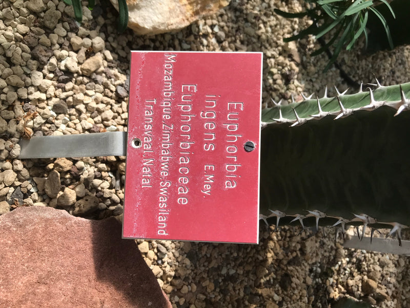 L'image montre un panneau d'information rouge à côté d'une euphorbe (Euphorbia ingens). Le panneau est fixé sur une tige métallique dans un sol de gravier.