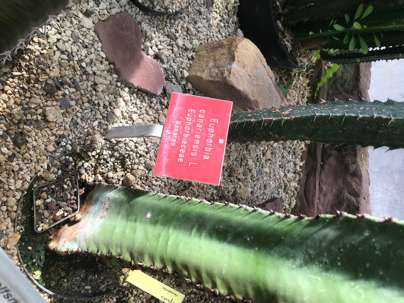 L'image montre une euphorbe des Canaries (Euphorbia canariensis) charnue et colonnaire avec des épines dans un lit de gravier. À côté se trouve un panneau ro...