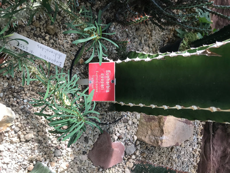 Différentes espèces d'euphorbes poussent sur un lit de gravier clair dans un jardin. On aperçoit des pousses succulentes et des feuilles vertes.