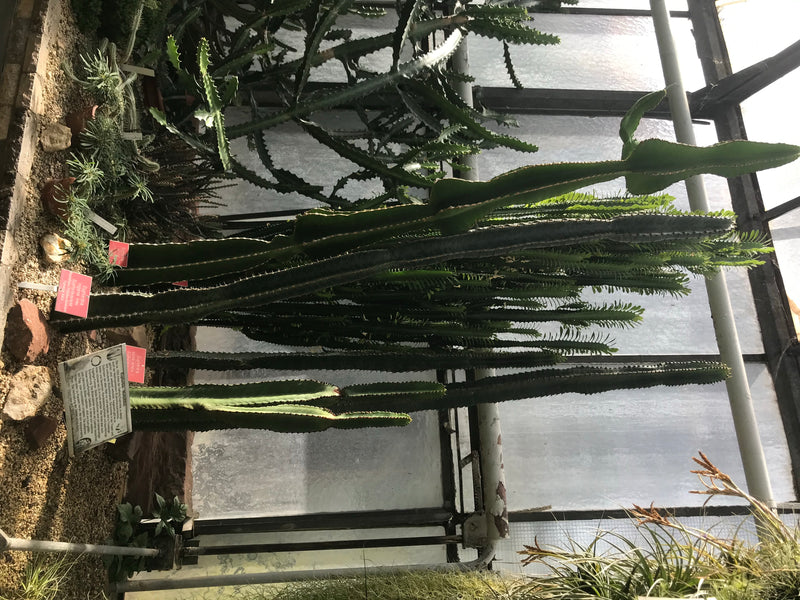 L'image montre plusieurs espèces d'euphorbes columnaires dans une serre. Les plantes sont placées devant une façade vitrée.