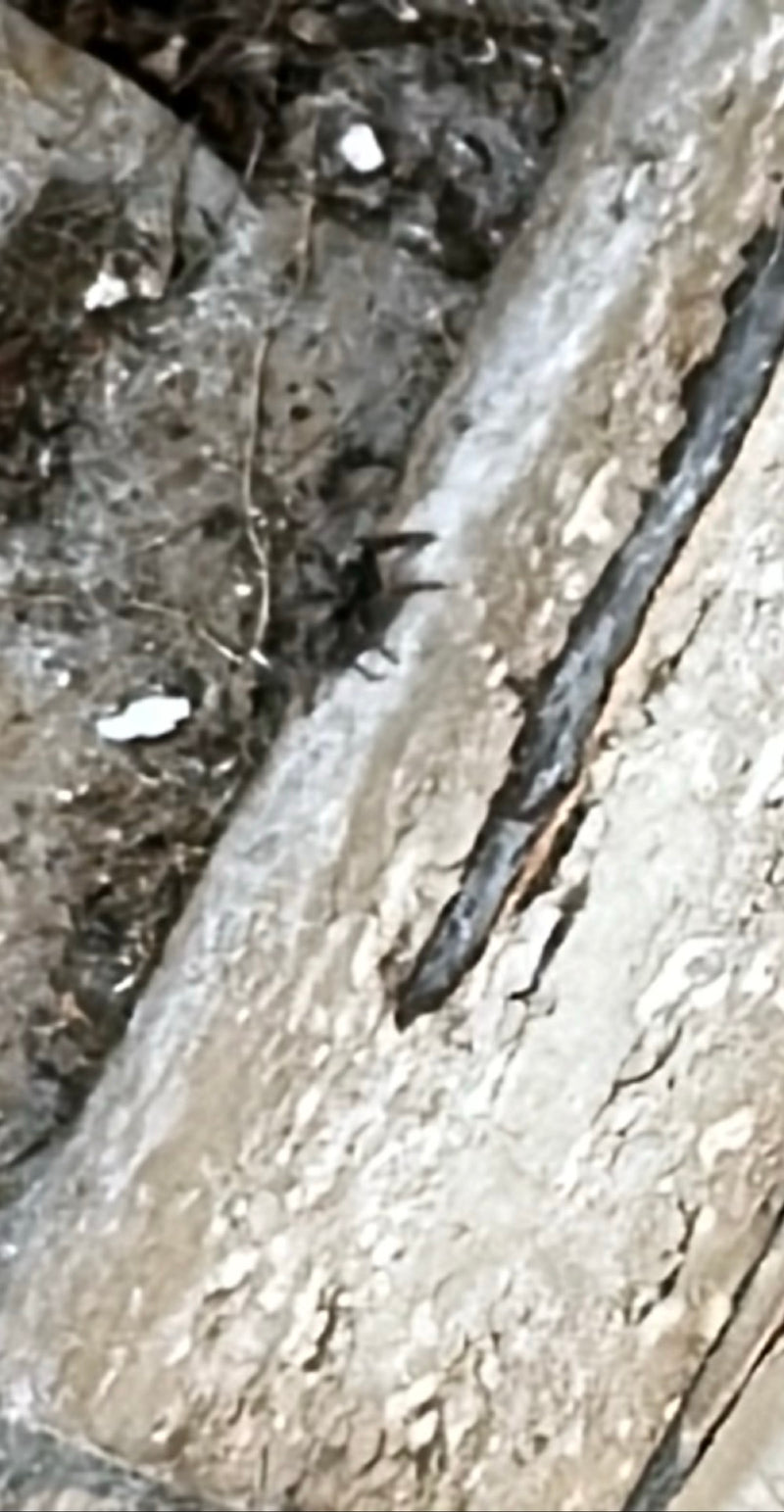Araignée-loup — Bild 5