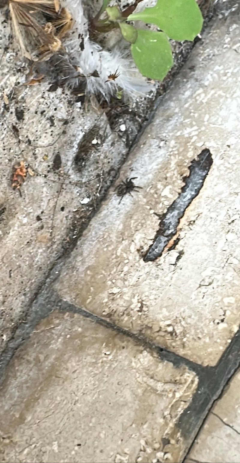 Araignée-loup — Bild 3