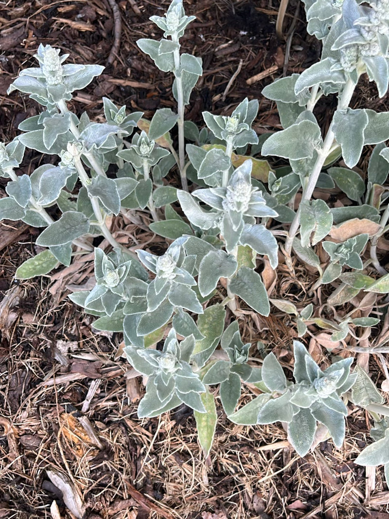 On voit un groupe de stachys laineux avec leurs feuilles duveteuses gris-vert caractéristiques, vus d'en haut. Ils poussent sur un parterre de paillis d'écorce.