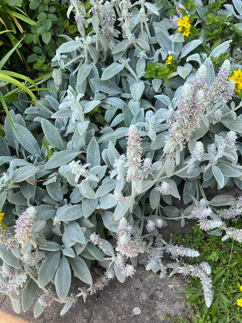 On peut voir un groupe dense d'épiaire laineuse avec des feuilles caractéristiques blanc-feutré et des inflorescences dressées. La plante pousse dans un part...