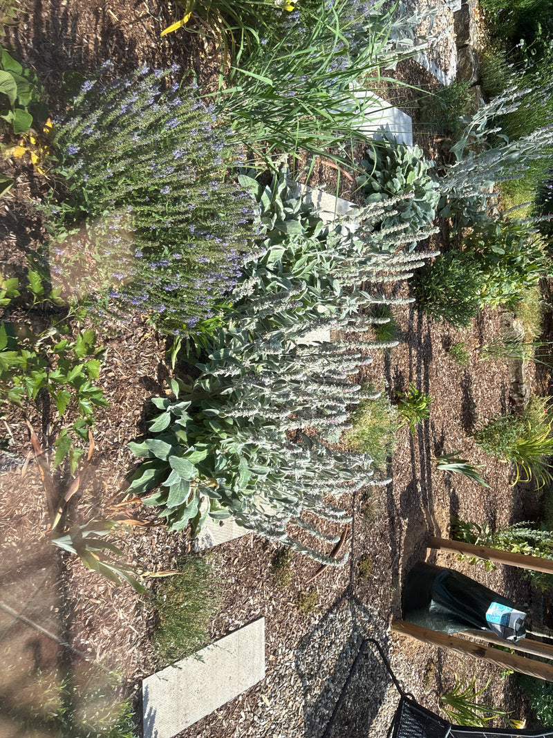 Plusieurs épiaires laineuses aux feuilles gris argenté poussent dans un parterre de jardin ensoleillé sur du paillis d'écorce. Les feuilles feutrées caractér...
