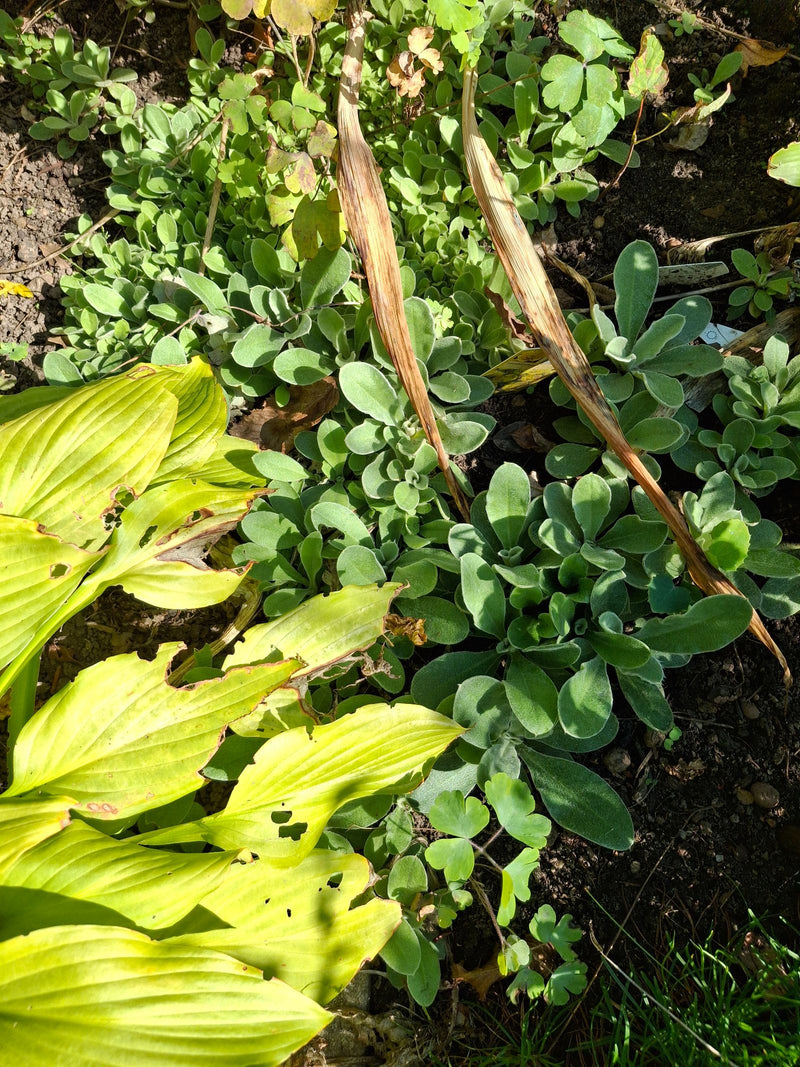 Rosettes de feuilles argentées et duveteuses de l'épiaire laineuse dans un parterre à côté d'un hosta.