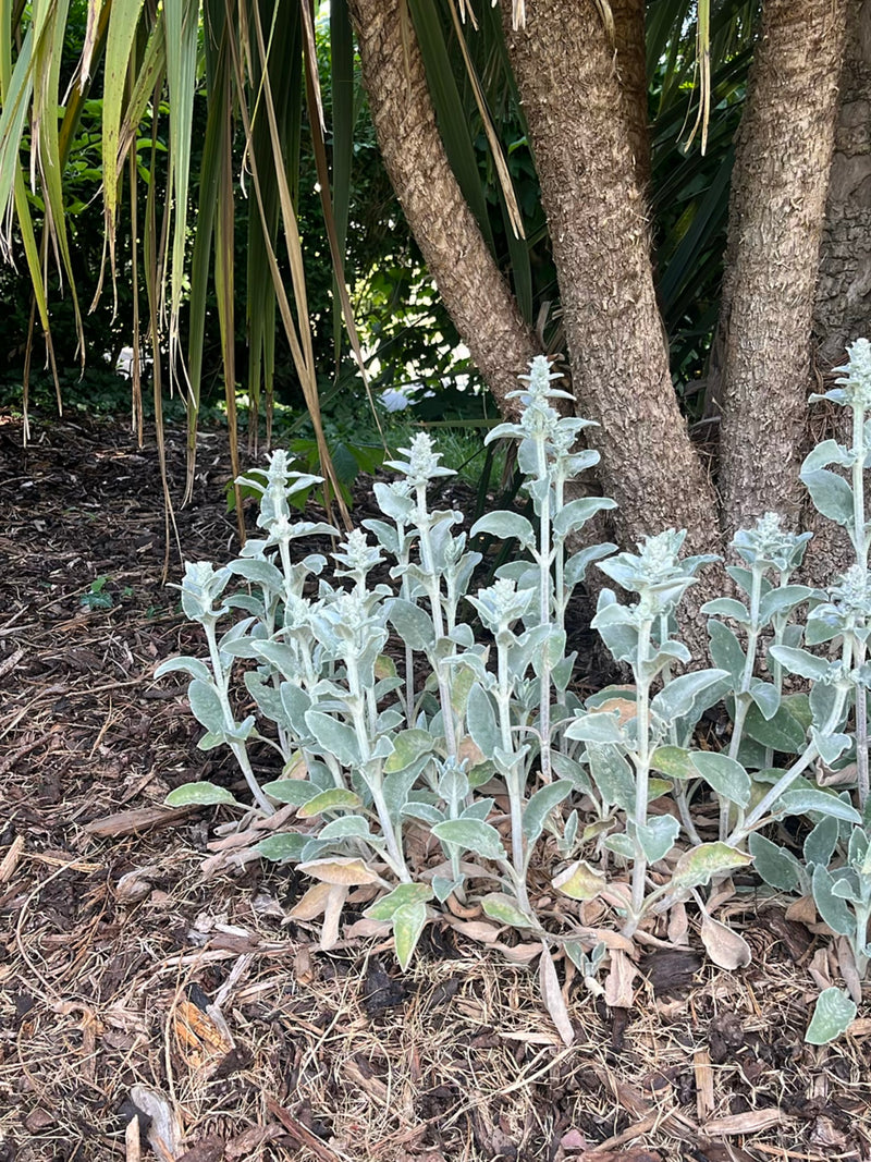 On peut voir un groupe de plants d'épiaire laineuse avec des feuilles caractéristiques gris argenté feutrées et des tiges dressées, poussant dans un massif s...