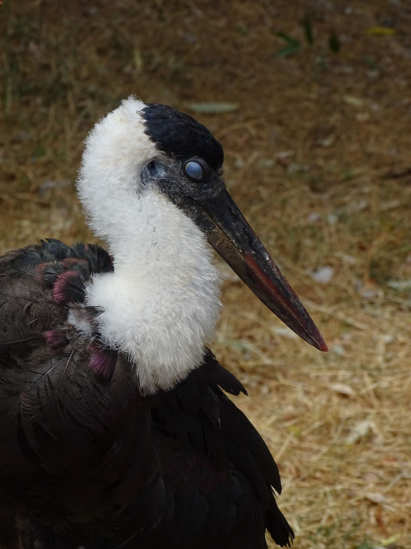 Cigogne à cou laineux — Bild 1