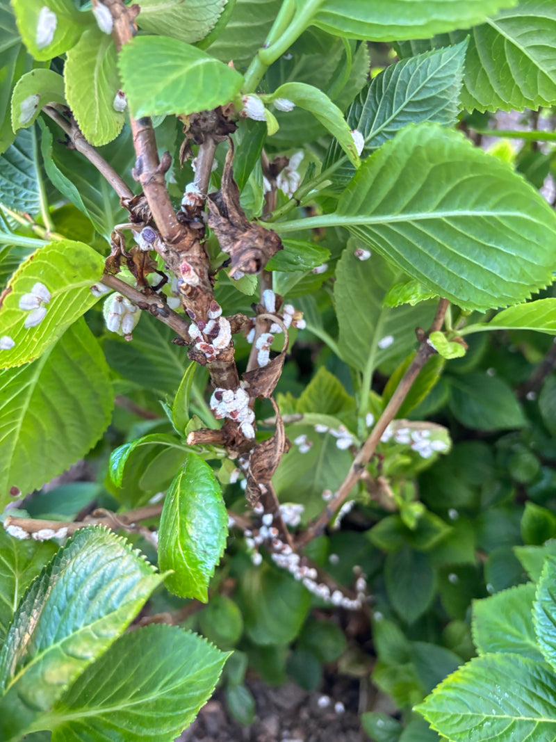 Cochenille de l'hortensia laineux — Bild 1