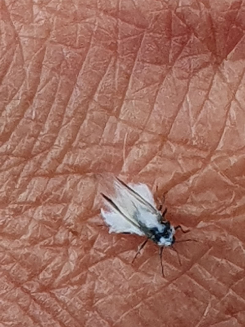 Cochenille laineuse — Bild 1