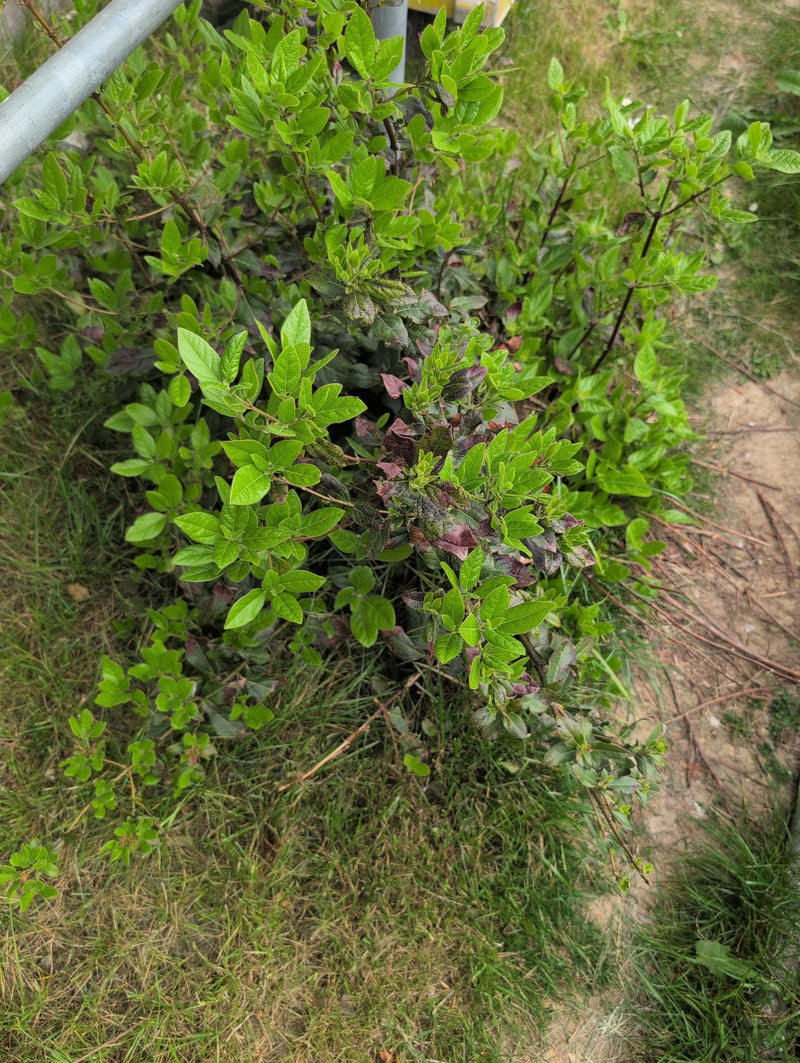 On voit une viorne mancienne avec des feuilles vertes fraîches poussant sur un sol herbeux. La photo montre l'arbuste par-dessus.