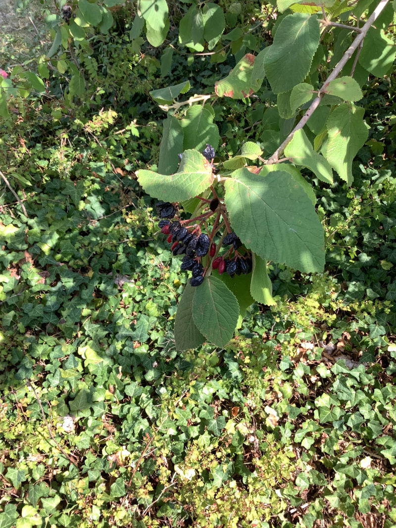 L'image montre une branche de viorne mancienne avec des feuilles caractéristiques et des fruits en train de mûrir. La plante pousse dans un environnement nat...