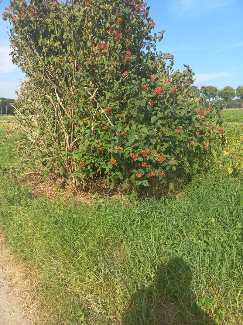 On y voit une grande viorne lantane avec des feuilles vertes et de nombreux fruits rouges. L'arbuste se trouve en bordure de prairie sous un ciel bleu.