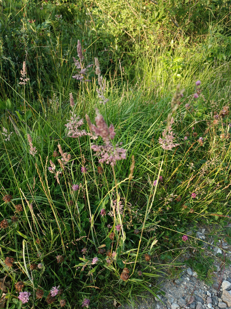 Herbe à miel laineuse — Bild 1