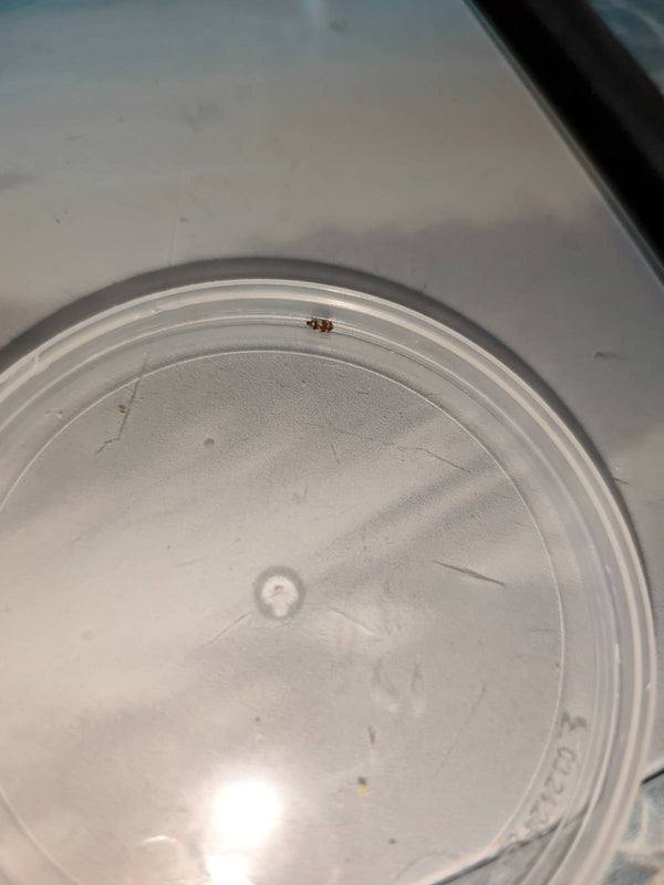 Un anthrène des bouillons-blancs est posé sur un couvercle en plastique clair. L'animal apparaît relativement petit en raison de la prise de vue éloignée.