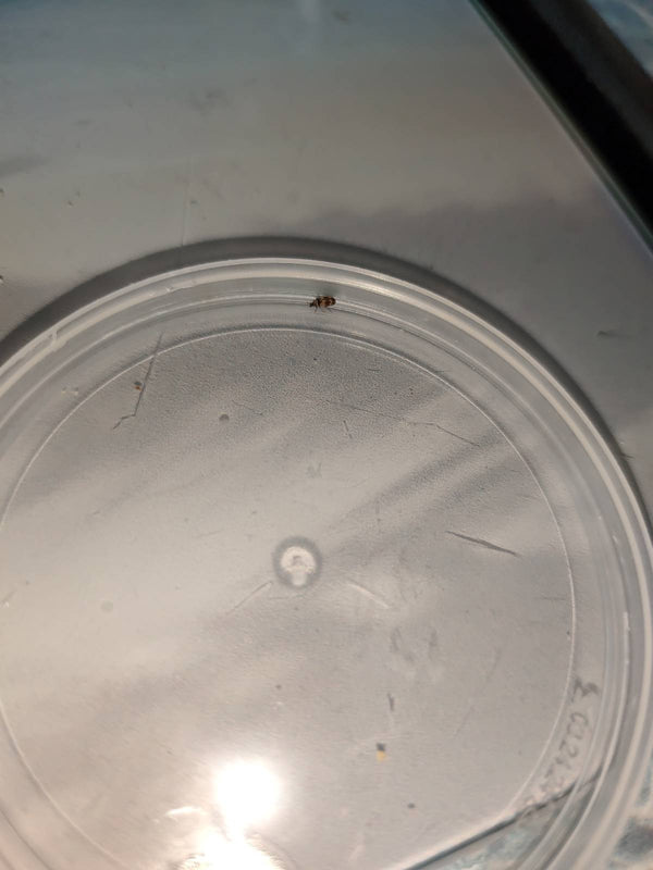 Un petit anthrène des musées est posé sur un couvercle en plastique rond. L'insecte apparaît assez petit en raison de la distance.