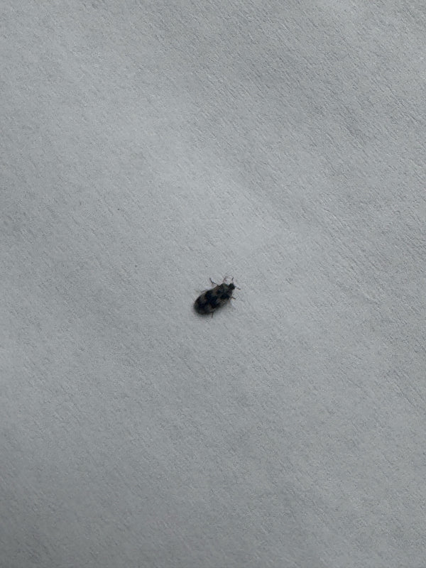 L'image montre un anthrène des tapis assis sur une surface claire et texturée.