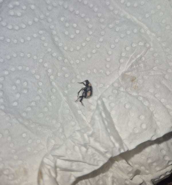 Un anthrène des bouillon-blancs adulte est visible sur une feuille de papier blanc. Le petit insecte est légèrement posé sur le côté.