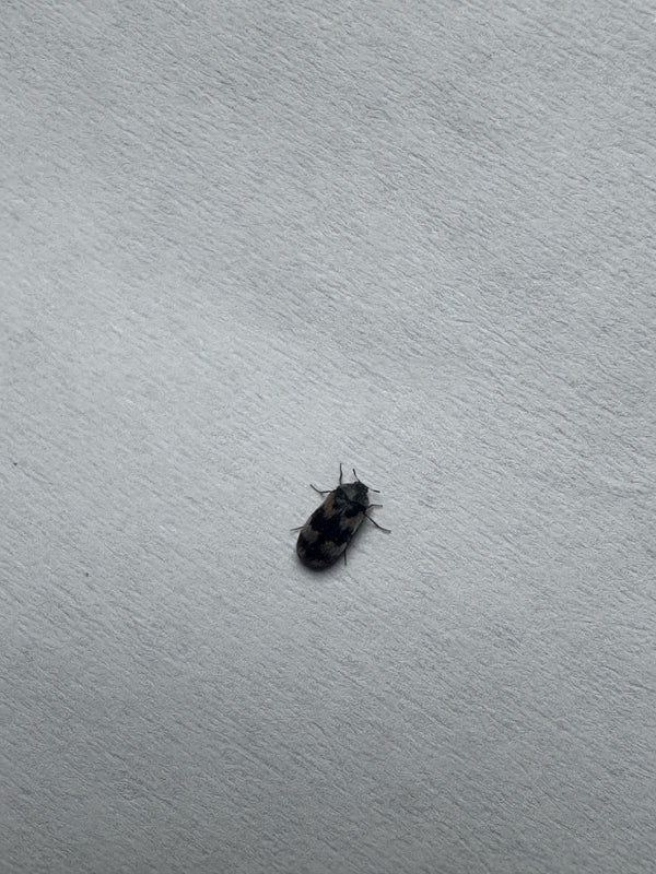 Un seul anthrène des tapis est posé sur une surface claire et texturée. L'insecte est clairement visible en vue de dessus.