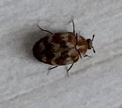 Un Anthrène des bouillons-blancs aux motifs typiques est posé sur un support clair. La photo montre l'insecte vu du dessus.