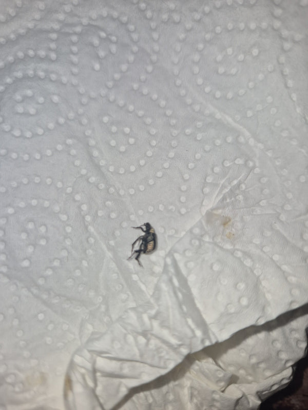 Un petit anthrène des musées est posé sur une serviette en papier blanche, vu du dessus. L'insecte est bien visible et présente ses motifs caractéristiques.