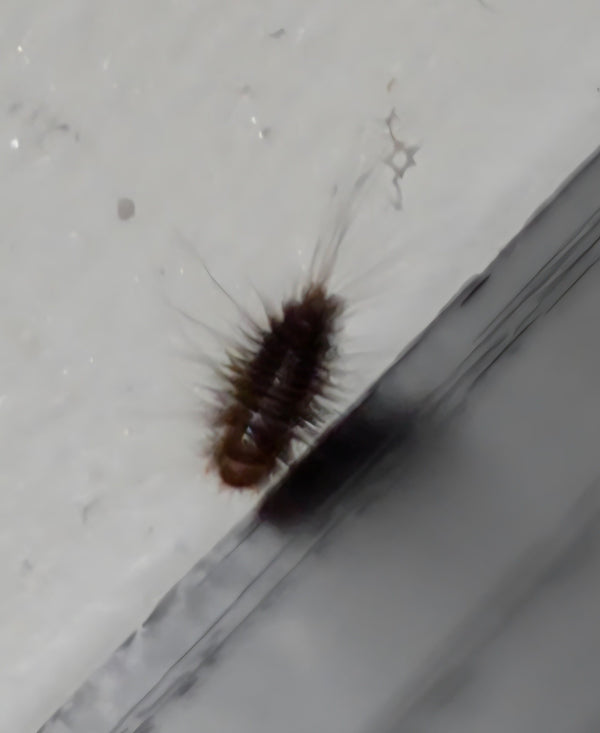 La larve brune et soyeuse d'un anthrène des bouillons-blancs rampe sur une surface claire. Des touffes de poils caractéristiques sont visibles à l'arrière.