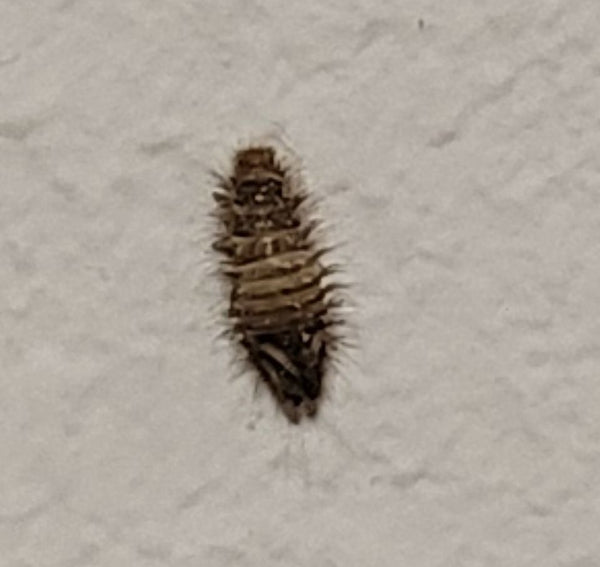 Une larve poilue d'anthrène du bouillon-blanc repose sur un mur blanc texturé.
