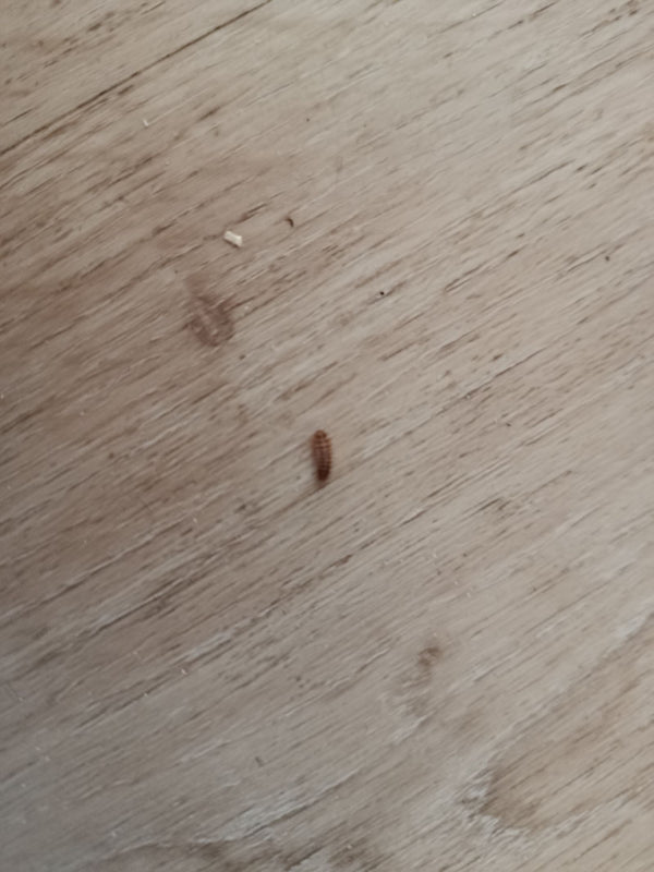 Une petite larve sétacée d'anthrène du bouillon-blanc est visible sur un plancher en bois clair. L'insecte se déplace lentement sur la surface.