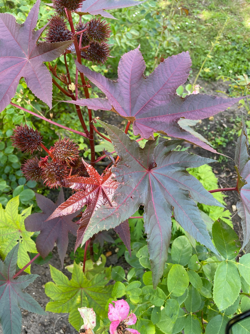 Ricin — Bild 1