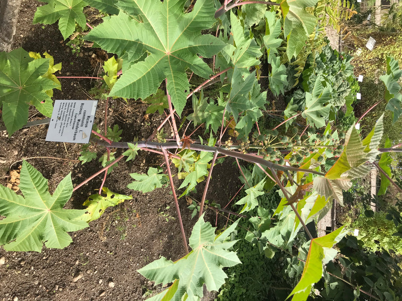 On voit un jeune plant de ricin avec des feuilles caractéristiques lobées en forme d'étoile et des tiges rougeâtres, photographié du dessus dans un parterre ...