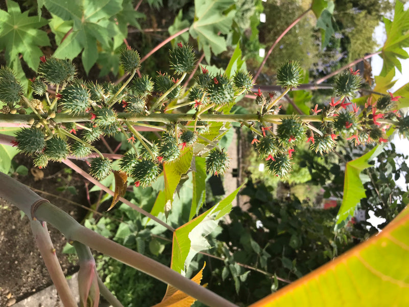 L'image montre l'inflorescence et la grappe de fruits caractéristique d'un ricin. Les fruits en capsule épineux et les petites fleurs rouges sont fixés sur u...