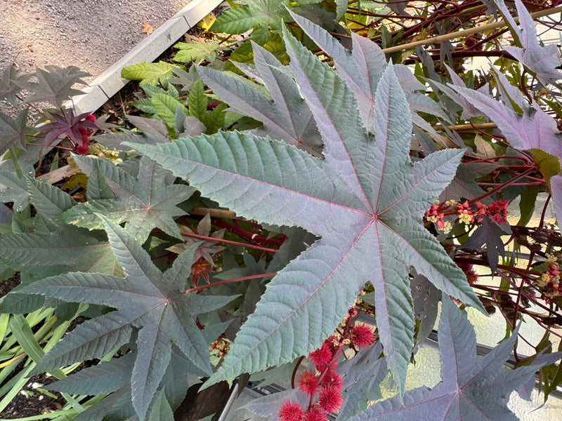 Vue de dessus des grandes feuilles palmées et des grappes de fruits épineux rouges d'un ricin commun.