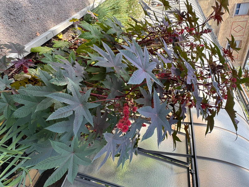 Un ricin vigoureux aux grandes feuilles palmées et aux grappes de fruits rouges épineux pousse contre la paroi d'une serre.