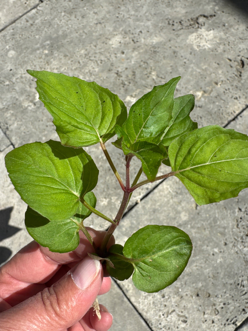 Fleur miracle — Bild 1