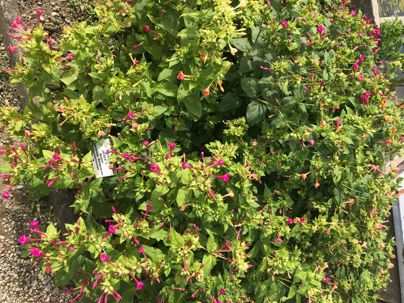 On peut voir une belle-de-jour touffue avec de nombreuses feuilles vertes et des fleurs rose vif vues du dessus. La plante pousse dans un parterre près d'un ...