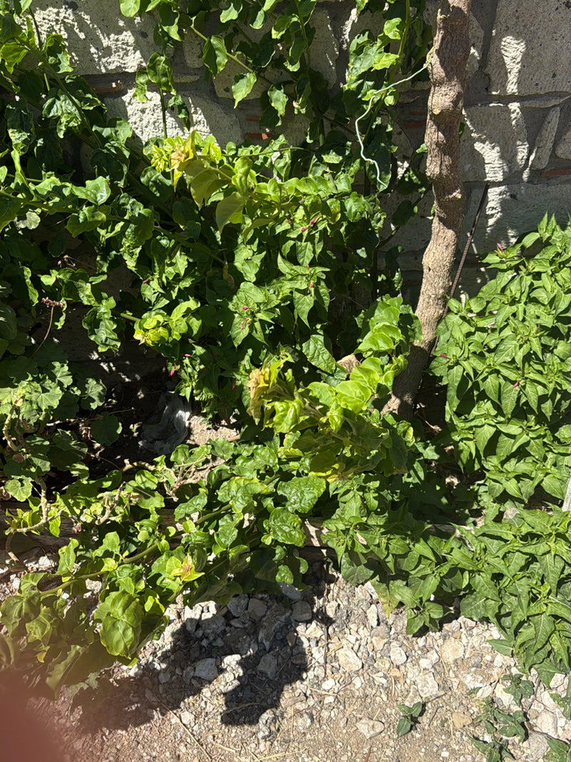 On peut voir une belle de nuit verte aux feuilles typiques, poussant devant un mur de pierre clair. La photo montre la plante en vue plongeante à la lumière ...
