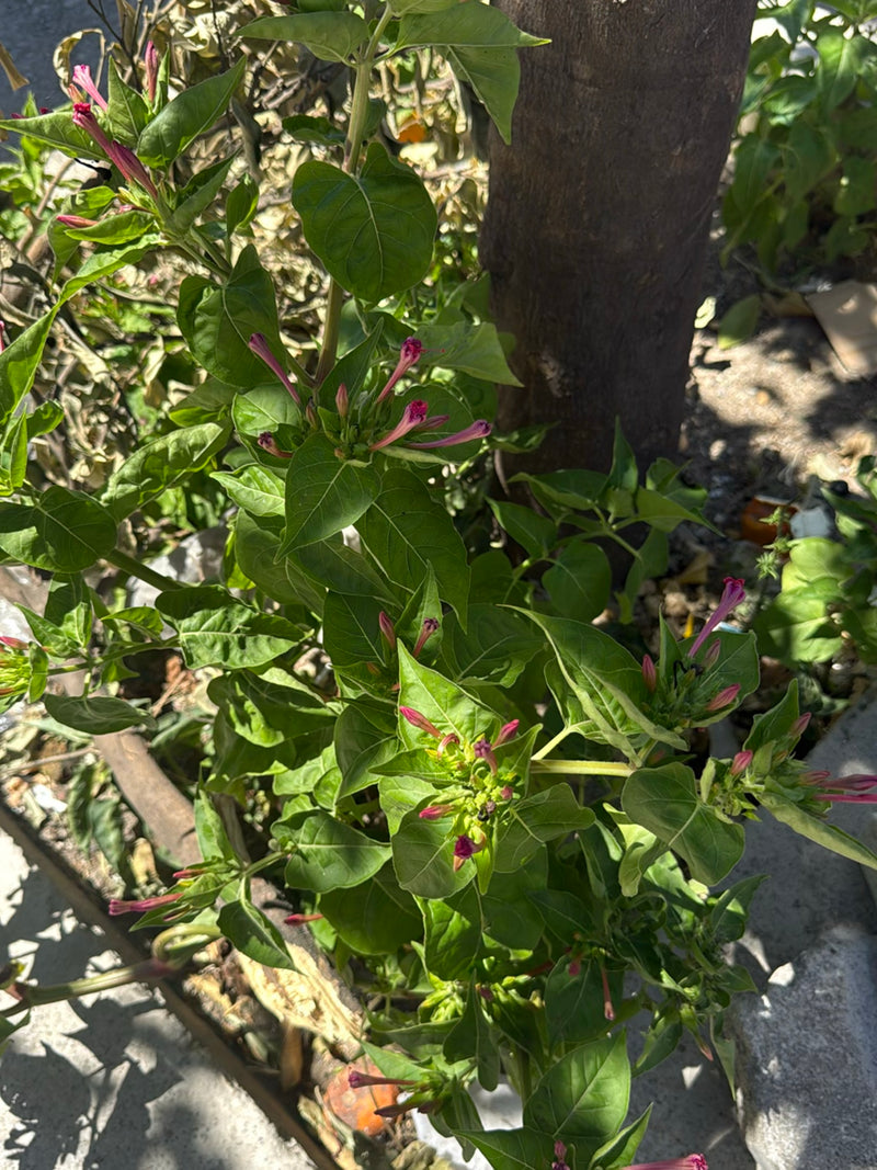 L'image montre une belle de nuit avec ses feuilles vertes et ses bourgeons caractéristiques. La plante pousse dans un jardin.